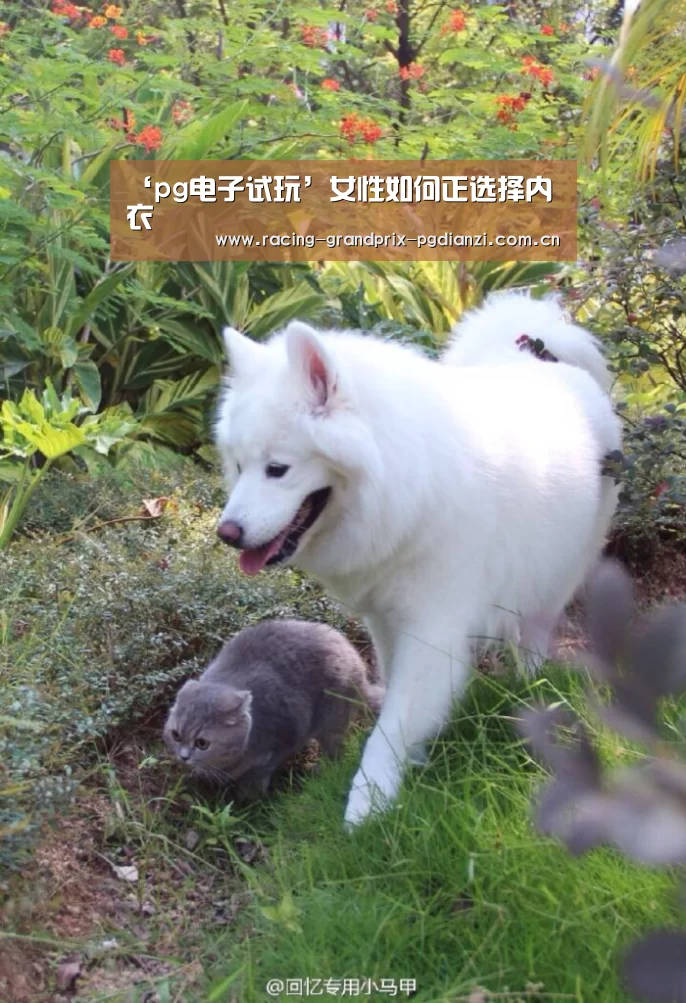 pg电子试玩